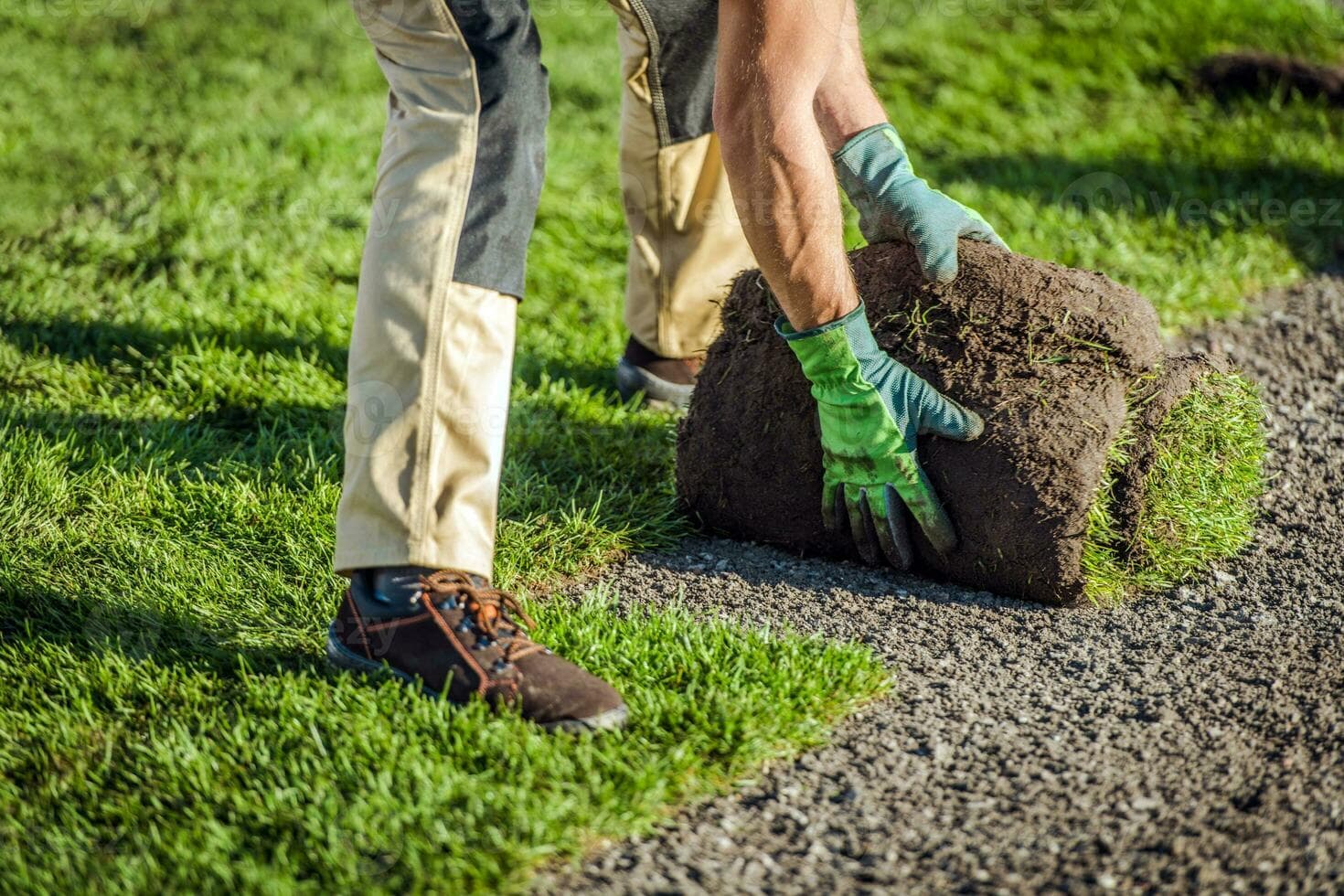 How to Choose the Right Carpet Grass for Your Home Lawn